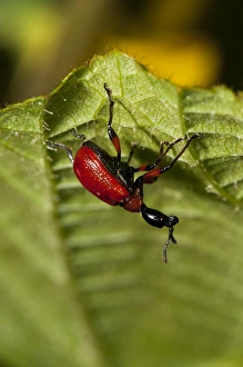 Kent Wildlife Drucke: Hazel Leaf-roller Weevil (Apoderus coryli) adult