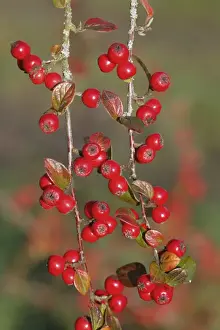 European Shrubs Drucke: Himalayan Cotoneaster (Cotoneaster simonsii) close-up of berries, Powys, Wales, november