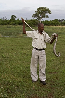 African Rock Python Drucke: Holding an African Rock Python - Okavango Delta