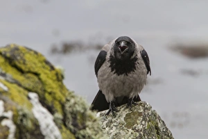 Birdwatching In The UK Drucke: Hooded Crow calling