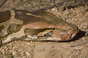Indian Python (Python molurus) adult