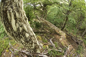 Southern Beech Forest Drucke: Interior of Southern Beech (Nothofagus sp)