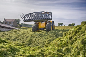England Rural Landscapes Drucke: JCB loader compressing grass silage clamp, Grimsargh, Preston, Lancashire, England, July