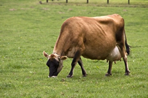 Dairy Farm Animals Drucke: Jersey Cow