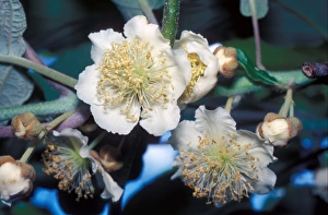 New Zealand Flowers Drucke: kiwi flower