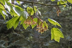 Red Maple Leaf Drucke: Leaf and fruit of Red Maple Acer rubrum