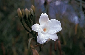 Unique Plant Species Drucke: Leafless Vanilla Orchid