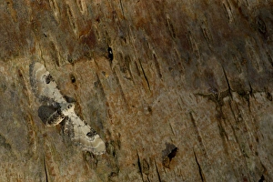 Zitronenfleck-Pudel (Eupithecia centaureata), erwachsenes Exemplar ruht auf der Rinde; Sheffield in Süd-Yorkshire im Vereinigten Königreich Juli