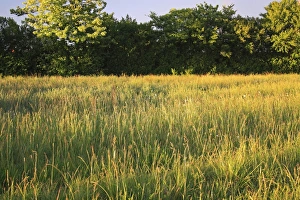 British Countryside Nature Drucke: Long grass growing in permanent set-a-side beside hedgerow