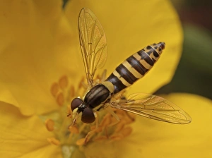 UK Nature Images Drucke: Long Hoverfly (Sphaerophoria scripta) adult