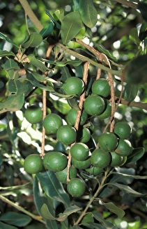 Proteaceae Family Plant Drucke: Macadamia (Macadamia ternifolia) Nuts