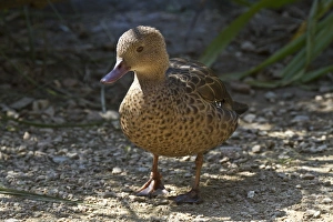 Waterfowl Pictures Drucke: Madagascar Teal