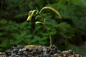 Seedling Growth Stages Drucke: Mango (Mangifera indica) germinating seed with sapling, Trivandrum, Kerala, India