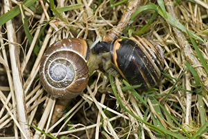 April Wildlife Photography Drucke: Mating pair of dark-lipped banded snails, Cepaea nemoralis, on a damp April morning