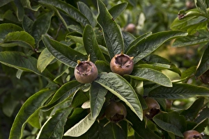 Medlar Fruit Drucke: Medlar fruit and leaf