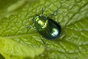 Garden Pests UK Drucke: Mint Leaf Beetle, Chrysolina herbacea, on a mint leaf