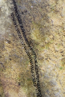Dorset Wildlife Images Drucke: Natterjack Toad (Epidalea calamita) spawn, Dorset, England, May