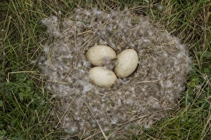 Canada Geese Breeding Season Drucke: Nest and eggs of Canada Goose