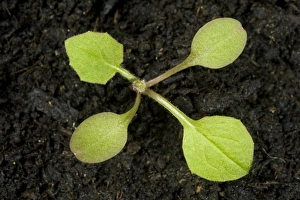 Herbaceous Perennial Plants Drucke: Nipplewort, Lapsana communis, seedling with one true leaf