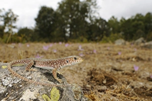 Timon Lepidus Drucke: Ocellated Lizard (Timon lepidus) young, standing on rock in habitat, Spain, september