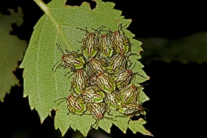 British Insect Photography Drucke: Parent Bug (Elasmucha grisea) nymphs, clustered together on leaf, Norfolk, England, July