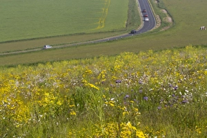 South Downs Landscape Drucke: Patch of mixed arable weeds flowering