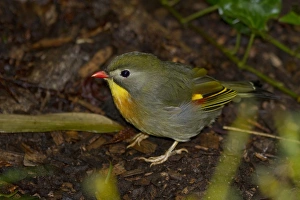 Drucke von Pekinger Robine Robins Drucke: Pekinger Robin