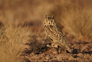 African Owl Species Drucke: Pharaoh Eagle-owl (Bubo ascalaphus) adult