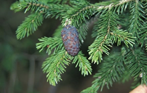 Plant Identification Guide Drucke: Picea purpurea Leaf / fruit
