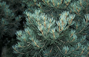 Evergreen Plant Drucke: Pine (Pinus monophylla) Leaf