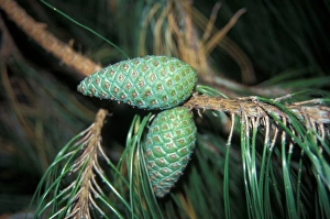 Plant Reproduction Drucke: Pinus patula Fruit