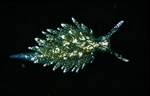 Marine Gastropod Drucke: placida hermaea dendritica