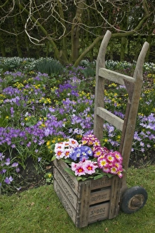 Spring Flowers In England Drucke: Polyanthus Primrose (Primula sp)