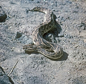 Venomous Reptiles Drucke: Puff Adder (Bitis arietans) (S)