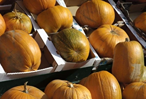 Halloween Pumpkins For Sale Drucke: Pumpkin (Cucurbita sp. ) fruit
