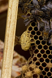 Western Honey Bees Drucke: A queen cell on the side of brood frame with worker bees