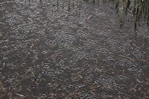 Stormy Weather Drucke: Rain droplets on water