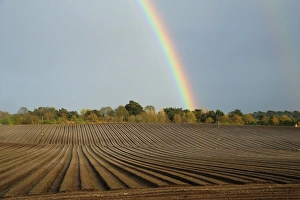 Suffolk Countryside Drucke: Rainbow over trees and arable field with furrows