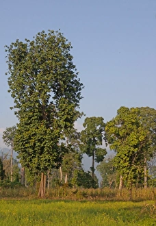 Zu Beginn des Jahres wurde ein Teil der Wälder in Arunachal Pradesh im Februar von Indien teilweise gerodet und sind noch frühzeitig mit landwirtschaftlichen Anlagen versehen