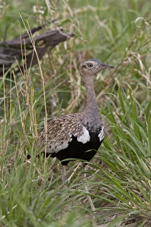 Botswana Birds Drucke: Red Crested Korhaan