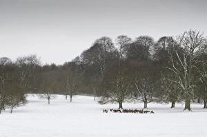 Cervus Elaphus Habitat Photos Drucke: Red Deer (Cervus elaphus) herd