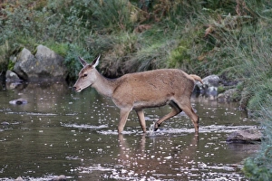 British Nature Images Drucke: Red Deer (Cervus elaphus) hind, walking across brook, Leicestershire, England, October