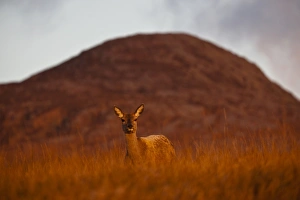 Rotes Hirsch (Cervus elaphus), stehend auf Moorlandschaft im Morgenschein mit Beinn Shiantaidh
