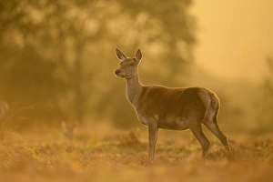 Bradgate Park Wildlife Drucke: Red Deer (Cervus elaphus) hind