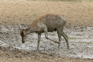 British Wildlife Images UK Drucke: Red Deer (Cervus elaphus) hind