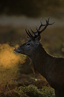 Drucke von Rotwildschäfer (Cervus elaphus), Kopf und Hals im Nähe zum Stageln bei Sonnenaufgang in kühlem Morgenwind am Rotlicht des Herbstes auf dem Richmond-Park in London, England Rothirsch Drucke: Rotdorn (Cervus elaphus), Stag im Gesicht und Hals zum Nachtschatten gerückt