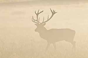 Rotes Rind (Cervus elaphus), Hirschstag im Grasgehen mit Silhouette gegen Morgensonne durch Dunst am Sonnenaufgang im Richmond Park zu London
