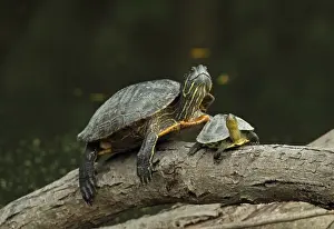 Trachemys Scripta Elegans Drucke: Red-eared Turtle (Trachemys scripta elegans) introduced species