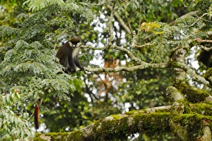 Rotkaifischaffealter (Cercopithecus ascanius), sitzt auf einem Zweig im Montanregenwald der Nyungwe-Forst-Nationalpark Ruanda