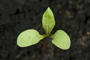 Seedling Growth Stages Drucke: Redshank, Polygonum maculosa, seedling cotyledons with first true leaf